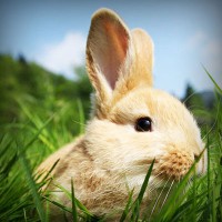 /album/a4-a-jeremenkova/photolia-a03-jpg/